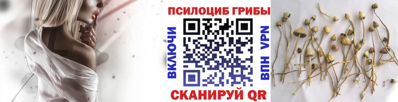 Купить  Липки  Галлюциногенные грибы мицелий 